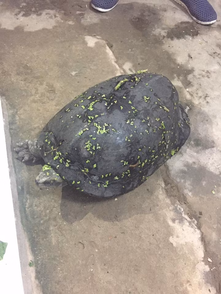 Ha Noi: Rua la bo len bo “go cua” nha dan luc nua dem-Hinh-2