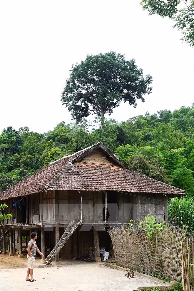 Đứng từ xa có thể nhìn thấy 'cây tổ ong.' (Ảnh: Phan Tuấn Anh/TTXVN)