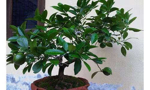 Khong trong cay nay trong nha chac chan ban se hoi han