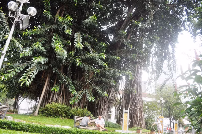 Nhiều người tìm đến dưới tán đa cổ thụ để vui chơi, nghỉ chân.