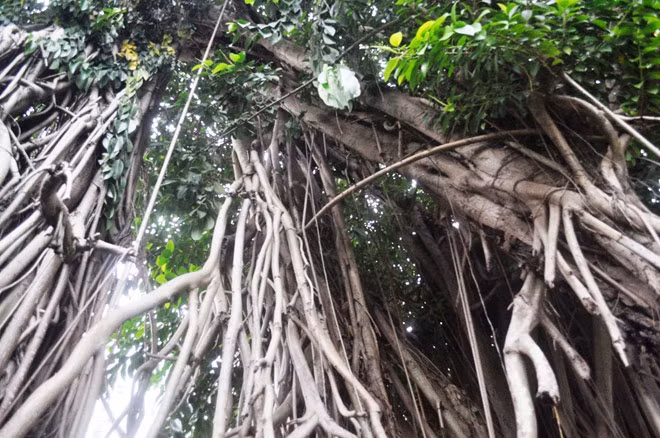 Cây đa này hơn 300 tuổi. Qua hàng trăm năm, cây vẫn xanh tươi, phát triển. Rễ cây lan rộng đâm khắp nơi xuống mặt đất giúp cây đứng vững.