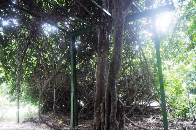 Cây này có giá trị ý nghĩa lịch sử, khẳng định nguồn gốc hình thành của vùng đất Sài Gòn xưa nên được anh em ở đây chăm sóc rất kỹ và xem như “cây thần”. Cây này không ai được phép chặt đốn hay có hành động phá hoại nào”, nhân viên Đội cây xanh Thảo Cầm Viên cho biết. Nhân viên chăm sóc cũng làm hệ thống dàn sắt để cây dây gùi bò.