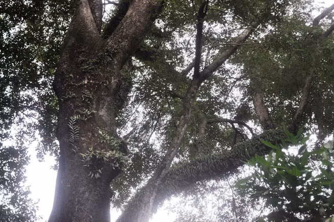 Cây thị trong Thảo Cầm Viên Sài Gòn có thể được xem là cây thị cổ nhất thành phố, hơn 160 năm tuổi.