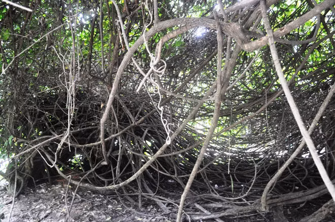 Tại Thảo Cầm Viên Sài Gòn còn độc nhất cây dây gùi cuối cùng của rừng nguyên sinh xưa còn sót lại đến ngày nay. Theo nhân viên đội cây xanh Thảo Cầm Viên, cây dây gùi tồn tại hàng trăm năm. Trước đây, khu vực này là rừng nguyên sinh nhưng người Pháp khai phá.