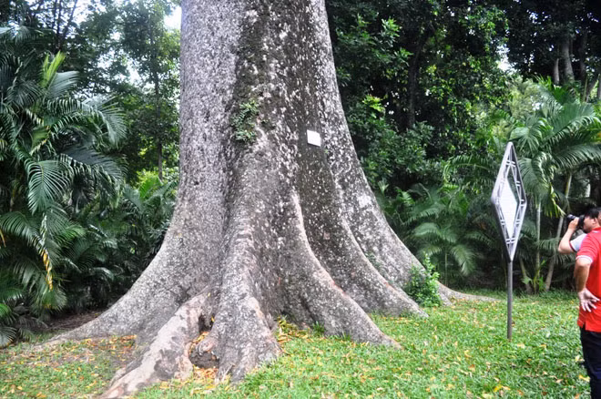 Phần gốc của cây phải 4-5 người vòng tay ôm mới hết