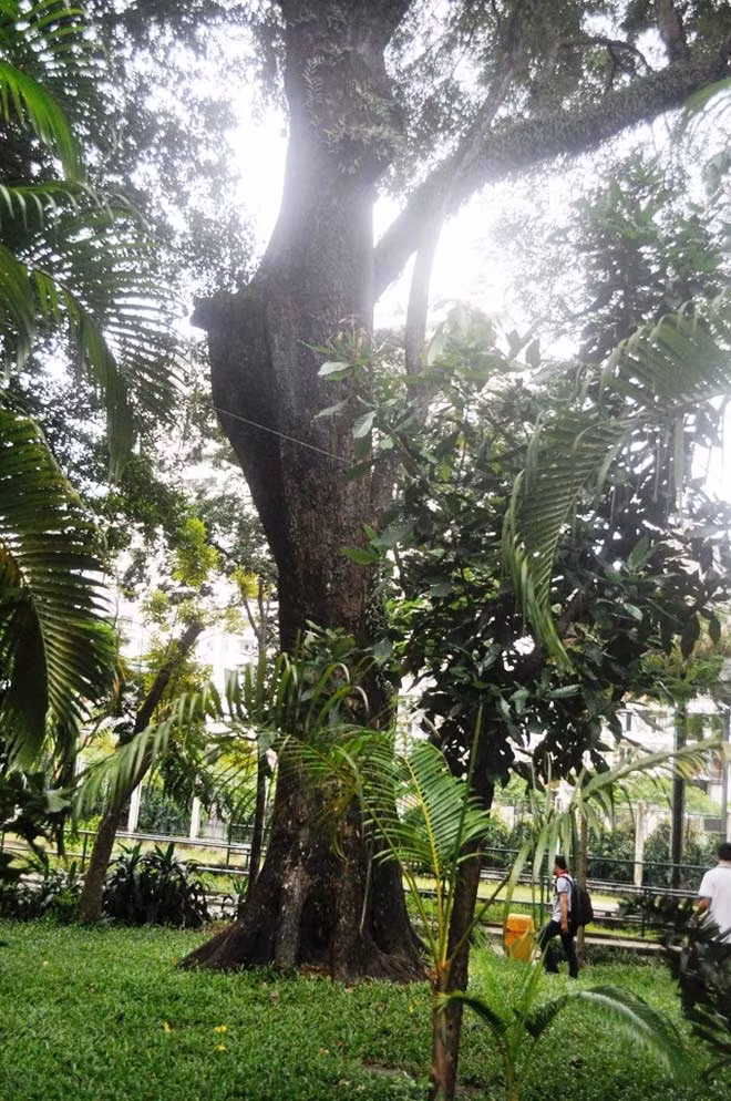 Trong Thảo Cầm Viên tồn tại cây giáng hương có tuổi đời hàng trăm năm. “Cây này cũng được xem là cây còn sót lại của rừng nguyên sinh xưa. Nó thuộc loại cây quý hiếm và có ý nghĩa lịch sử rất lớn. Có tiền tỷ cũng không mua được cây này”, nhân viên đội cây xanh Thảo Cầm Viên nói.