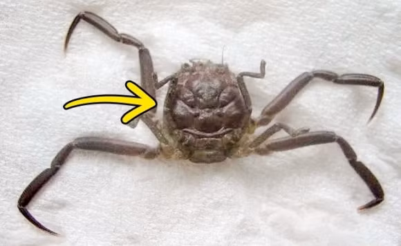 Ở Nhật Bản có một loài cua trên mai của chúng có những đường vân nổi nhìn giống như khuôn mặt người đang giận dữ.