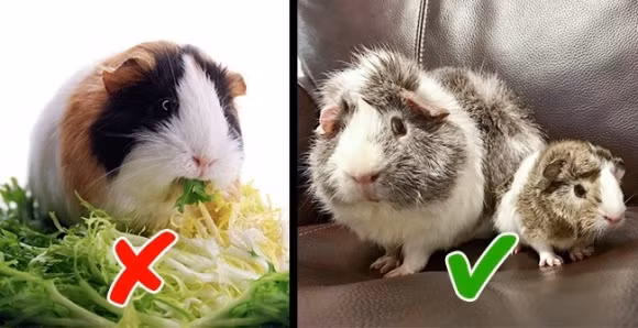 Ở Thụy Sĩ cấm nuôi 1 con chuột lang. Nếu quá yêu thích chú chuột này thì bạn nên nuôi một lúc hai con trở lên để chúng "có đôi, có cặp".