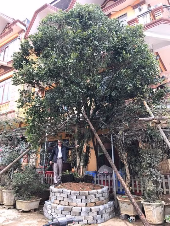 Dai gia cong bao tai tien, doi o to tien ty mua 4 cay moc huong tram tuoi-Hinh-2