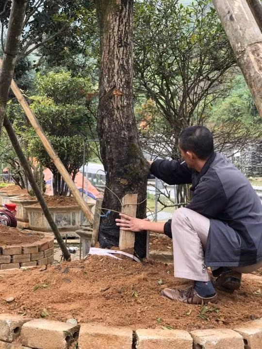 Dai gia cong bao tai tien, doi o to tien ty mua 4 cay moc huong tram tuoi-Hinh-3