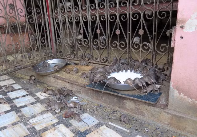 Nếu người dân châu Á thường cúng thần phật bằng hoa quả, bánh trái thì “thần chuột” ở đây được cúng bằng sữa. Những chậu sữa lớn được đặt ngay trong ngôi đền, xung quanh là đàn chuột chen chúc thưởng thức. Có lẽ được nuôi lớn bằng sữa nên những con chuột ở đây không giống với chuột thông thường. Chúng rất nhanh nhẹn và có cơ thể khỏe mạnh. Ngoài sữa, người trong chùa còn cho chuột ăn các loại ngũ cốc khác và một loại bánh ngọt tên là Prasad. Người dân cũng có thể mang theo đồ ăn tới đây để dâng lên “thần chuột”.