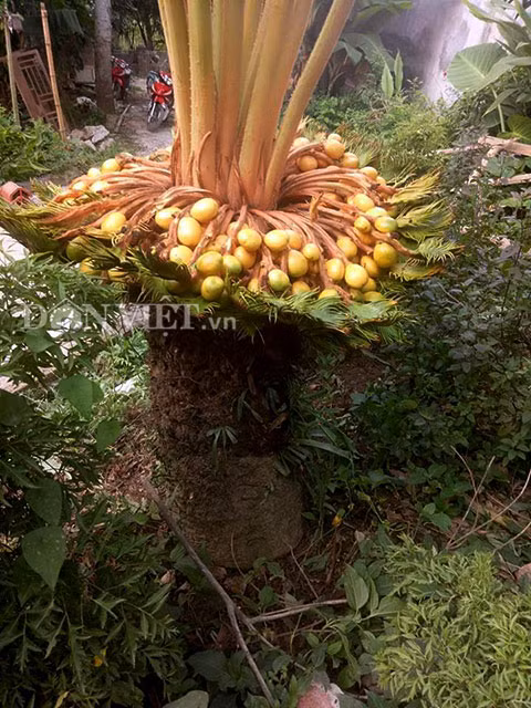 Xon xao cau chuyen cay van tue “de” 400 “trung vang"-Hinh-2