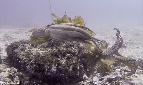 Cộng đồng di chuyển dưới nước linh hoạt.