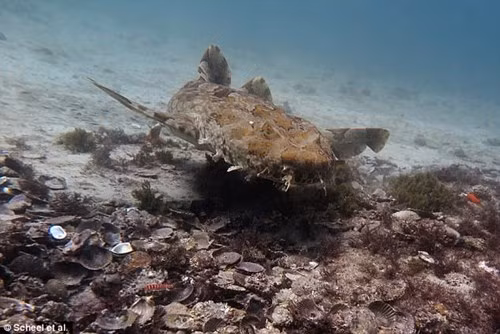 Một điểm khác nơi phát hiện bạch tuộc tụ tập, giao lưu.