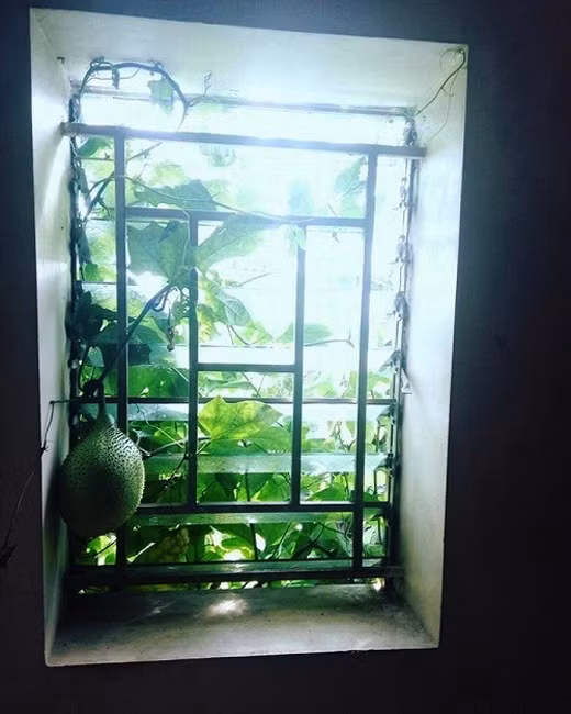 Không thích mọc chui vào giữa những thanh hàng rào, quả gấc này còn chui hẳn vào cửa sổ nhà hàng xóm.