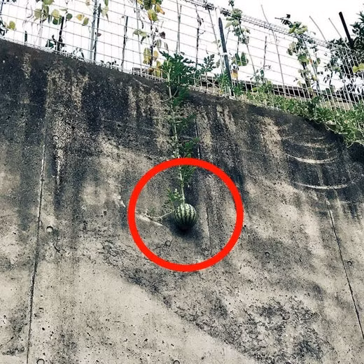 Một kiểu mọc buông xuôi khiến gia chủ bất lực: quả càng to, dây lại càng dài, thu hoạch sao đây?