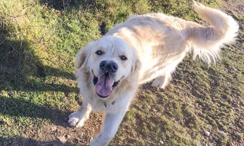 Chu cho 2 mui "ki di" nhung dang yeu het nac