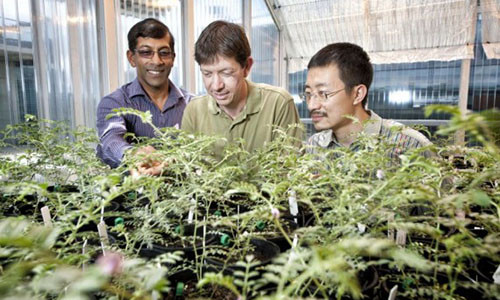 Các nhà khoa học đã khám phá bí mật của loài cỏ kỳ lạ này.