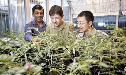 Các nhà khoa học đã khám phá bí mật của loài cỏ kỳ lạ này.