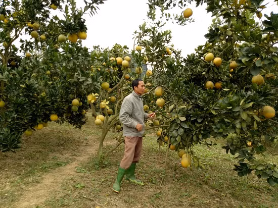 Anh Mai Văn San đang chăm sóc vườn bưởi Diễn sai trĩu quả đã tới ngày thu hoạch.