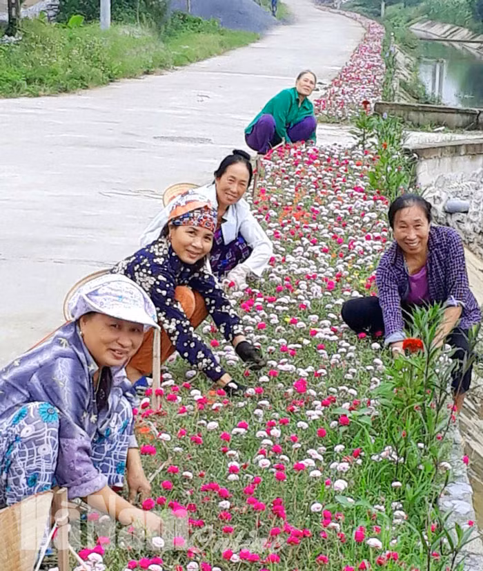 Các bà, các mẹ chăm sóc con đường hoa đẹp miên man "tan chảy" tại thôn Nha Xá, xã Mộc Nam (Duy Tiên).