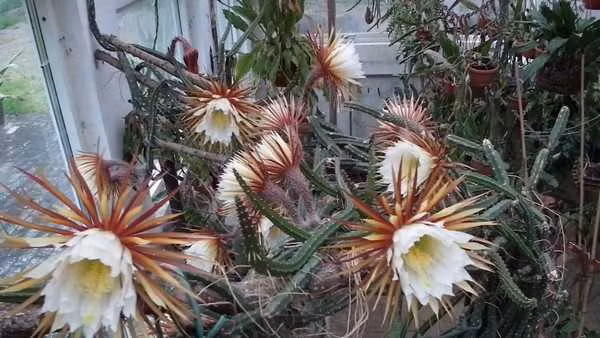 Kinh ngac truoc nhung hien tuong thien nhien ngoan muc nhat TG-Hinh-5