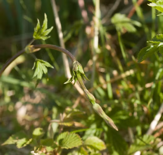 Hoa bia Hoa bia có hình dáng giống măng tây, chỉ đâm chồi một lần vào mùa xuân, sau đó nhanh chóng lụi đi. Vì vậy, loại thực phẩm này rất hiếm và đắt đỏ. Hoa bia có giá 1.300 USD/kg. (Ảnh: Zing)