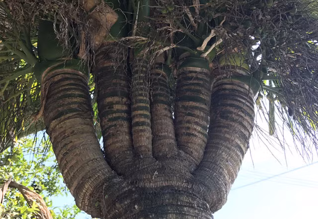 Độc đáo hơn là do bị che khuất nên khi đứng bên này chỉ nhìn thấy được 5 ngọn, nhưng khi sang bên đối diện mới thấy đủ 6 ngọn. Không chỉ thu hút đông người từ các nơi khác đến chiêm ngưỡng, bà Phương cho biết: "Đã có nhiều người đến hỏi mua cây cau nhưng tôi không bán vì muốn giữ lại để làm cảnh".