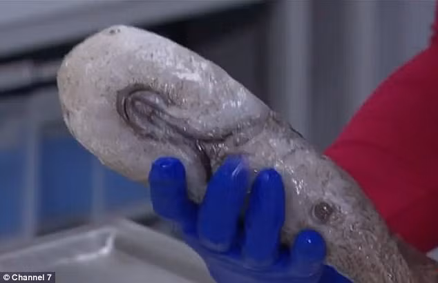 Keo thuy quai o do sau 4.000m duoi bien len bo xem mat-Hinh-2