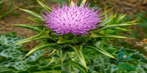 Cây kế sữa (Silybum marianum): Cây kế sữa là loại thảo mộc phổ biến ở châu Âu thời trung cổ. Nó có tác dụng bảo vệ gan đáng kể, mà gan là một phần của hệ tiêu hóa.