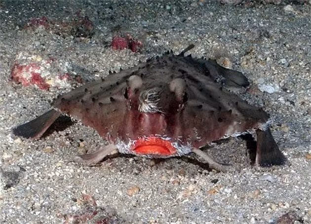 Theo nghiên cứu khoa học, cá dơi môi đỏ có tên khoa học là Ogcocephalus darwini, một loài cá họ Ogcocephalidae. Tên khoa học của nó được đặt theo tên của nhà bác học nổi tiếng Charles Darwin. (Nguồn Amusing Planet)