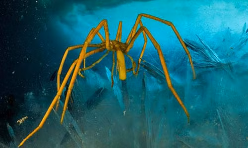 Kinh ngac voi cach nhen bien bom mau, oxy nuoi co the