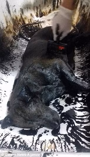 Petro đã được tìm thấy khi đang nằm vạ vật bên đường sau nhiều ngày đói khát và không được chăm sóc, nhân viên thú y đã cho nó ăn và uống thuốc điều trị.