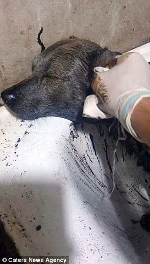 Ngoài ra, cô cũng cho rằng Petro đã bị ném vào bể chứa nhựa đen hoặc loại hóa chất tương tự. Hiện Petro vẫn chưa qua thời gian nguy hiểm bởi nó đã ngấm một lượng hóa chất khá nhiều vào cơ thể.