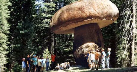 7: Cây nấm khổng lồ Rừng quốc gia Malheur của tiểu bang Oregon nước Mỹ đã và đang nuôi dưỡng cây nấm khổng lồ có tên Armillaria với hệ thống rễ mọc ngầm rộng 890 hecta. Loài nấm này còn được xem là nấm “sát thủ” đối với tất cả các hệ thực vật sinh sống trong khu rừng. Chúng có thể “giết chết” một cây đại thụ ngàn năm tuổi bằng cách bám vào thân cây và hút hết chất dinh dưỡng.