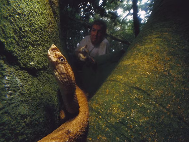 Ilha da Queimada, Brazil: Còn được gọi là đảo Rắn, đây là nơi cư ngụ của hàng nghìn cá thể rắn vàng đầu giáo thuộc hàng độc nhất thế giới. Hải quân Brazil đã cấm dân thường lên đảo để tránh tai nạn chết người. Ảnh: Smithsonian Magazine.