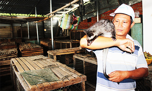 “Chồn hương có sức đề kháng rất cao, ít bị bệnh tật. Thị trường tiêu thụ rất rộng, nhiều chủ nhà hàng, khách sạn ở TP. Nha Trang, TP. Hồ Chí Minh liên tục đặt mua dài hạn nhưng không đủ cung cấp”, ông Phan Thanh Long cho biết.