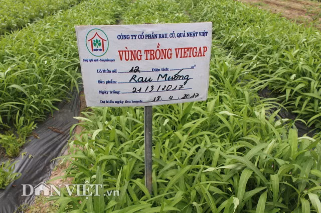 Tháng 5.2016, anh Cấn cùng 4 anh em hùn vốn thành lập công ty sản xuất rau sạch. Theo đó, công ty thuê 1 ha đất ở cánh đồng thôn Tính Linh và xây dựng nhà lưới, sản xuất theo quy trình công nghệ của Nhật Bản.