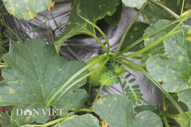 Theo anh Cấn, sở dĩ công ty trồng rau theo công nghệ Nhật Bản là do có mấy anh em đã từng đi Nhật, học được cách trồng rau của làng Kawakami, tỉnh Nagano. Bản thân anh Cấn vốn là kỹ sư nông nghiệp chuyên ngành trồng trọt.