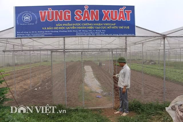 Anh Cấn tâm sự: “Hiện nay, nhu cầu thực phẩm sạch hiện nay rất lớn. Đánh vào tâm lý sính ngoại, các siêu thị, nhà hàng nhập rất nhiều rau, củ và thực phẩm từ nước ngoài về với giá cả khá đắt đỏ. Trong khi đó, có nhiều loại có thể sản xuất ngay tại quê mình, tại sao mình không làm”.