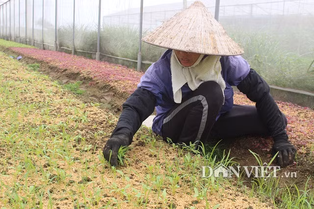 Đối với những loại rau gieo vãi hạt như rau dền, rau cải ăn lá...sẽ không phủ bạt nilon. Để diệt trừ cỏ dại mọc xen trong luống rau, công nhân công ty phải nhổ cỏ thủ công chứ tuyệt đối không dùng thuốc BVTV.