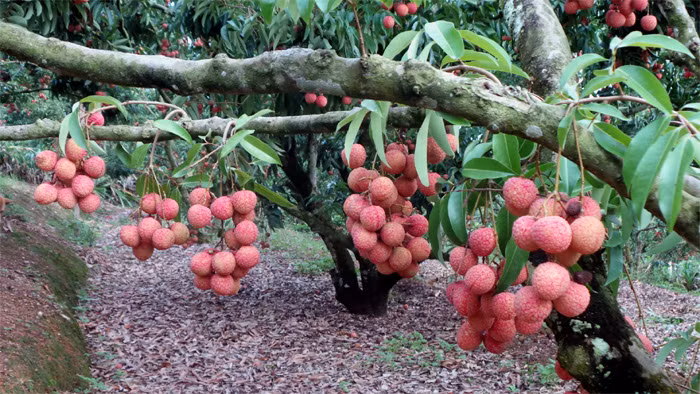 Vải ra quả từ thân Đến thăm vườn vải thiều của gia đình ông Trần Văn Hành ở Bắc Giang những ngày này, ai cũng phải trầm trồ, khen ngợi khi tận mắt thấy hàng nghìn cây vải, cây nào cũng ra quả trên thân; quả nào cũng to, đẹp, mọng nước. Là người sáng tạo ra phương pháp cho vải thiều ra quả trên thân cây, ông Hành cho hay, áp dụng cách làm này người trồng vải có thu nhập cao hơn hẳn so với cách trồng vải truyền thống. Bởi, vải ra quả trên thân công việc chăm sóc, thu hoạch thuận tiện và đỡ tốn kém hơn. Ngoài ra, năng suất vải tăng khoảng 15 - 20kg/cây, chất lượng quả to đều, mẫu mã cũng đẹp hơn, giá bán cao hơn giá thị trường khoảng 1,5 lần.