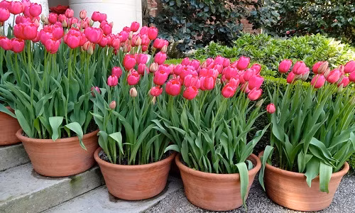 Kỹ thuật trồng hoa Tulip tại nhà chỉ cần 30 ngày cho hoa nở đẹp rực rỡ đón Tết. Ảnh minh họa