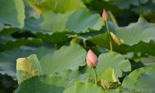 Dung tra la sen the nao de khong anh huong suc khoe?