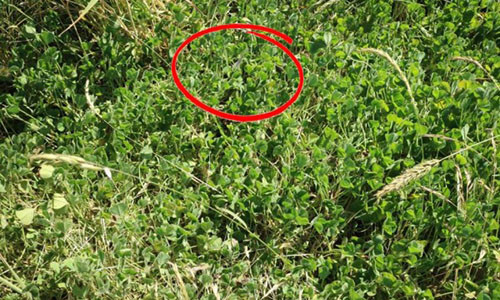 Không phải ai cũng tinh mắt phát hiện con rắn độc này.