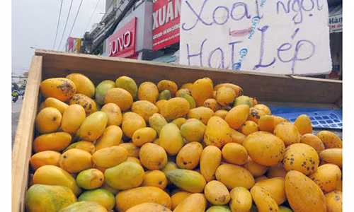 Xoai mut Trung Quoc lai doi lot xoai Chau Doc tran cho Sai Gon