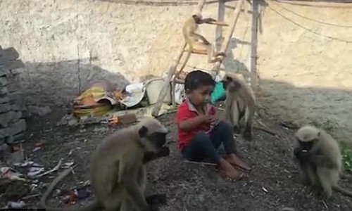 Ngay từ khi 6 tháng tuổi, em bé đã tiếp xúc với đàn khỉ vì vậy chúng rất quý mến cậu bé.