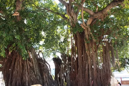 Cụ Hà Công Thành (82 tuổi, sống tại tổ 2, thị trấn Vạn Giã, huyện Vạn Ninh) cho biết: “Tôi sinh ra ngay tại nơi đây, ngay từ nhỏ đã thấy cây sộp này rồi, còn về độ tuổi thì không ai biết được chính xác được, vì cây mọc khá lâu”. Theo cụ Thành, cây thường ra lộc vào tháng 2 hoặc tháng 3 âm lịch, sau đó cho ra quả. Những quả sộp nhỏ, khi non có màu trắng, đến giai đoạn chín chuyển sang màu đỏ hồng nên những chú chim thường thích nhảy đến ăn. Riêng gốc cây có khoảng 20 người ôm vẫn không xuể, phần rễ đan xen lẫn nhau trong rất mát mắt, lá cây xanh mướt.