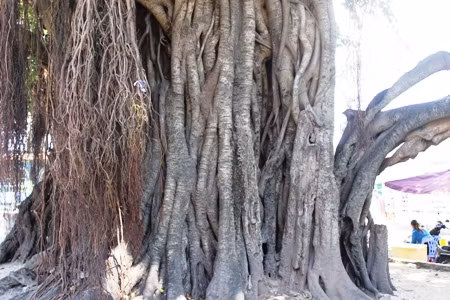 Gốc cây cổ thụ khoảng 20 người ôm vẫn không xuể: Ảnh C.T
