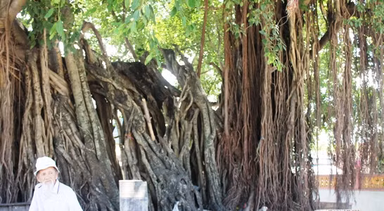 Cụ Thành chia sẻ, người dân ven biển nơi đây rất quý cây sộp nên gìn giữ, bảo quản rất cẩn thận không cho trẻ con đến phá. Do cây to, lại mát mẻ nên người dân tận dụng bóng mát để buôn bán kinh doanh và nghỉ trưa. Cây sộp này được xem là gốc sộp duy nhất tại Khánh Hòa có tuổi đời rất cao và phát triển đẻ nhánh đều.